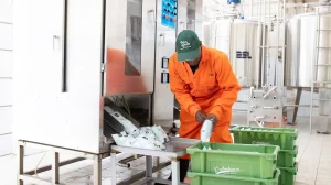 Palmhouse Dairies - Worker with milk