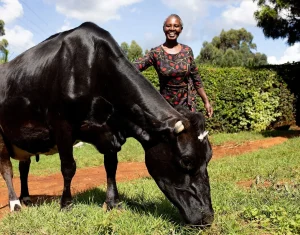 Palmhouse Dairies - lady with cow